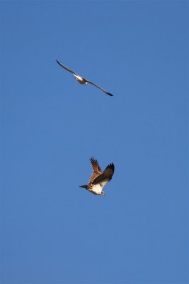 Aguila Pescadora y Gaviota
