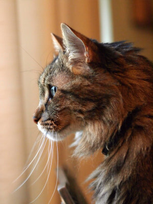 P3199246 - Ziggy Profile.jpg