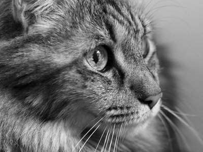 P3199254 - Ziggy in BW.jpg