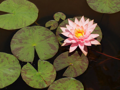 P4179640 - Water Lily.jpg