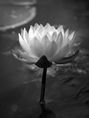 P4179688 - Water Lily.jpg