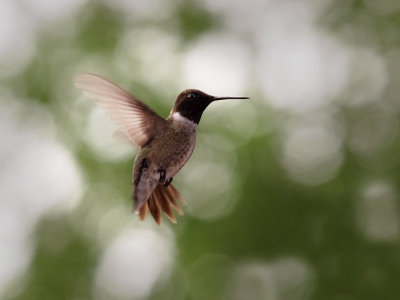 P5010171 - Black Chinned Hummingbird.jpg