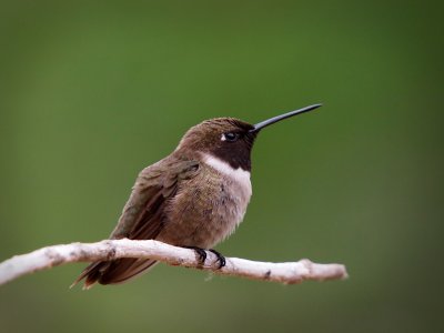 P5010251 - Black Chinned Hummingbird.jpg