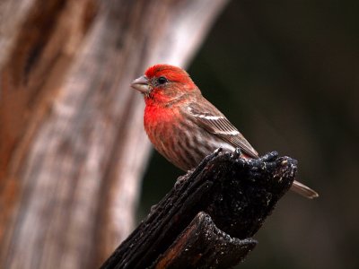 P5010105 - House Finch.jpg