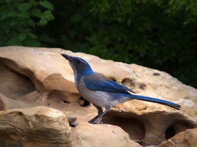 P5010118 - Scrub Jay.jpg