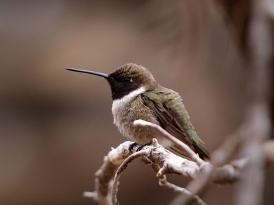 P5010246 - Hummingbird at Rest.jpg
