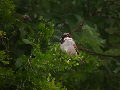 P5010294 - House Sparrow.jpg