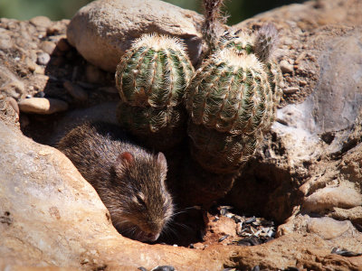 P5140538 - Cotton Rat.jpg