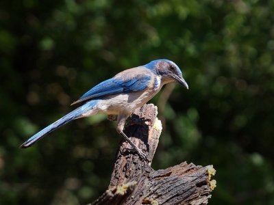 P5140533 - Western Scrub Jay.jpg