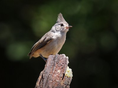 P5140569 - Tufted Titmouse.jpg