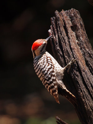 P5140646 - Ladderbacked Woodpecker.jpg