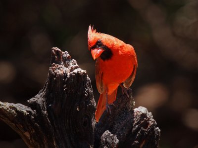 P5140658 - Curious Cardinal.jpg