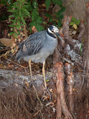 P8022053 - Yellow Crowned Night Heron.jpg