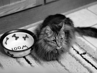 PC250576 - Ziggy on Christmas 2011.jpg