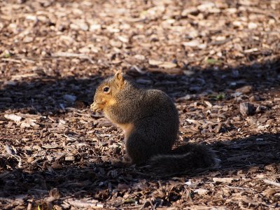 P1010640 - Furry Friend.jpg