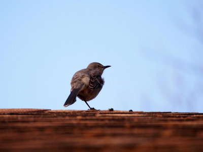P2211809 - Balancing Act.jpg