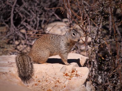 P3102170 - Rock Squirrel.jpg