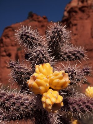 P3122362 - Cactus Buds, Sedona.jpg