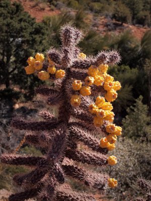 P3122365 - Budding Cactus.jpg