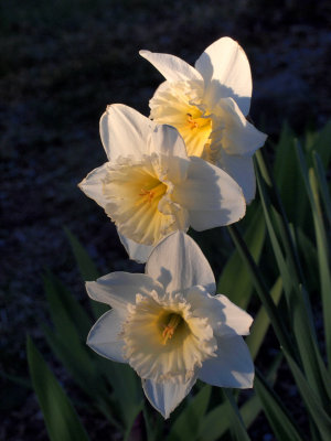 P3122452 - Sunset Chateau Daffodils.jpg