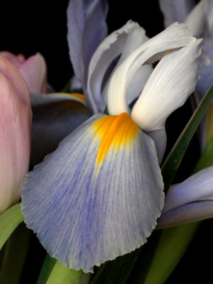 P4012594 - Purple Iris.jpg