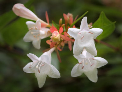 P5200350 - Abelia in Bloom.jpg