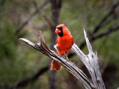 P5250353 - Male Cardinal.jpg