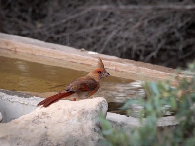 P5250383 - Female Cardinal.jpg