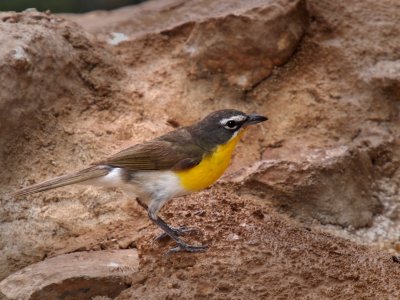 P5268696 Yellow Breasted Chat.jpg