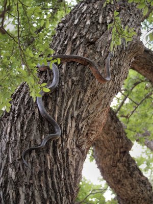 P5270579 - Texas Rat Snake.jpg