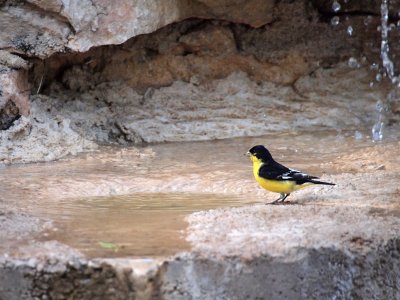 P5270646 - Lesser Goldfinch, To Bathe, or Not to Bathe.jpg