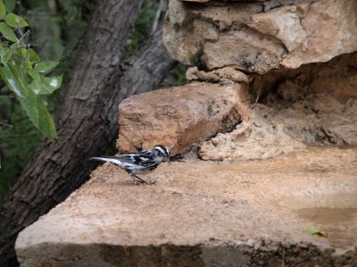 P5270686 - Black and White Warbler.jpg