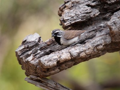 P5278904 - Black Throated Sparrow.jpg