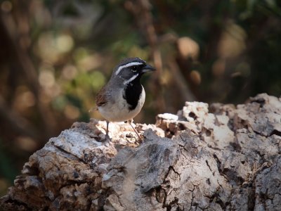 P5278938 - Black Throated Sparrow.jpg