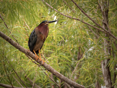 Green-backed Herons at Northwest Park