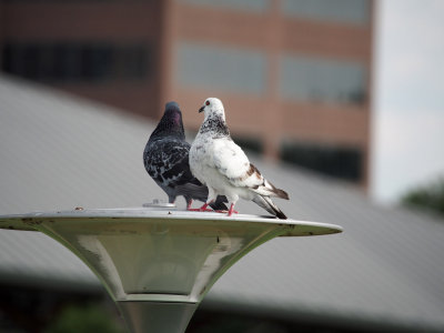 P7140038 - Pigeons at 300mm.jpg