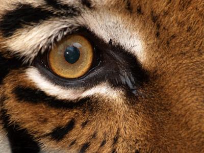 Eye of the Tiger.jpg