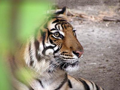 WebTiger0058.jpg