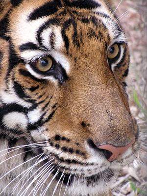 WebTiger0067.jpg