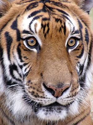 WebTiger0120.jpg