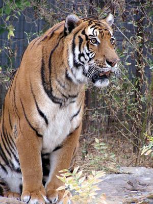 WebTiger0133.jpg