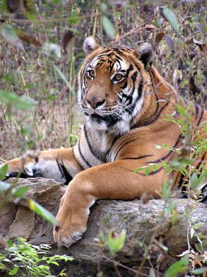fall_2005_tiger_shoot
