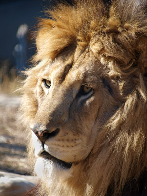 The King.jpg