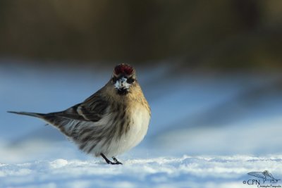 Mealy redpoll