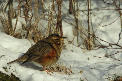 Redwing