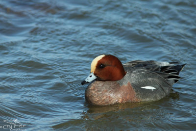 Eurasian wigeon