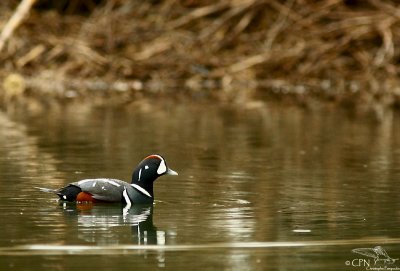 Harlequin duck