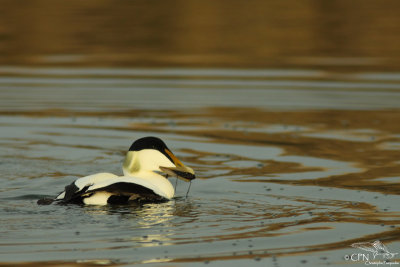 Common eider