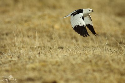 Snow bunting