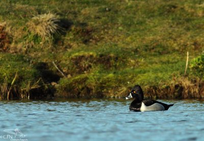 Ring-necked duck*